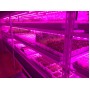 Светильник светодиодный PPG Agro Т8i-1200 15W 230V для растений Jazzway